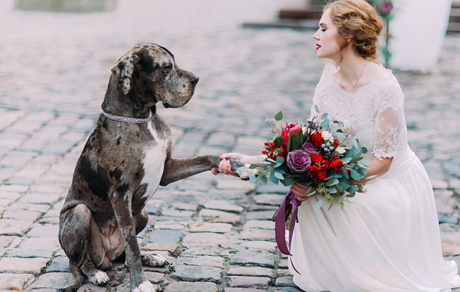 Bride including her dog in her wedding day.