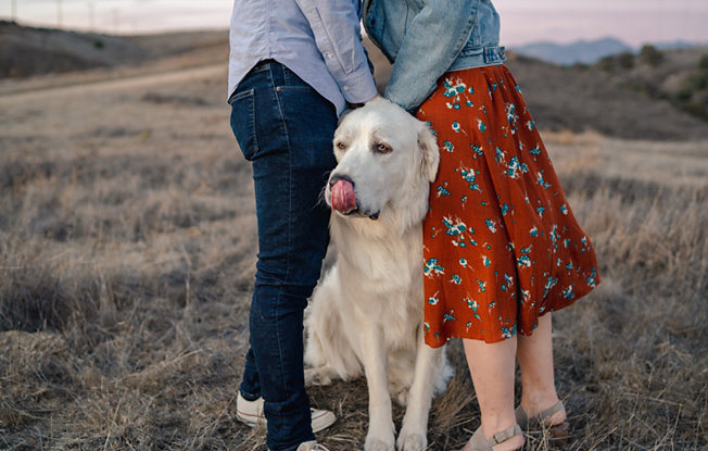 An old golden retriever stands in between the legs of a man and a woman
