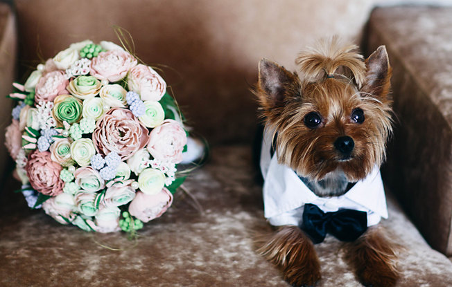 A Yorkshire Terrier wearing a tux sits on a brown couch next to a bouquet of flowers