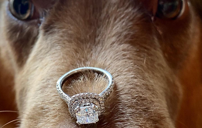 Dog with engagement ring on its snout.