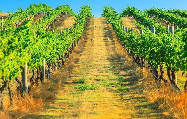 View between grape vines on a vineyard