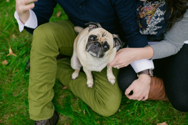 Couple embracing with a puppy in their laps