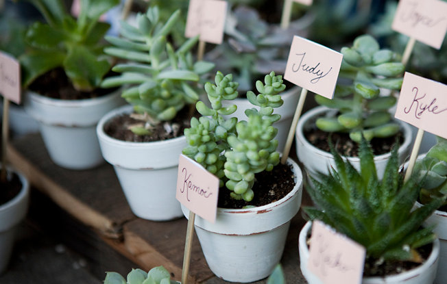 A wooden table filled with succulents in white distressed pots with party favor name tags